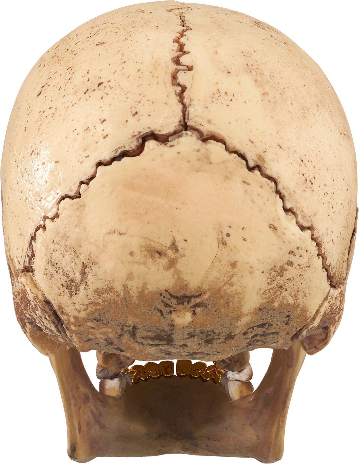 4D Model Human Skull view 10
